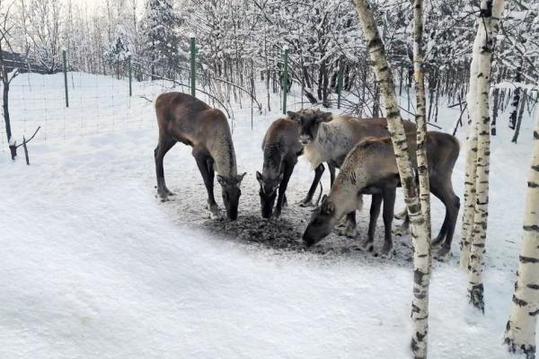 AirBridgeCargo reindeer