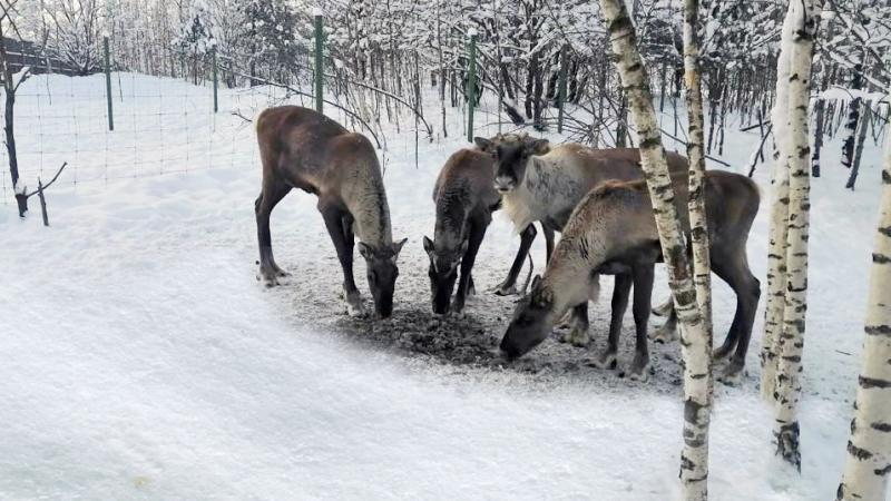 AirBridgeCargo reindeer