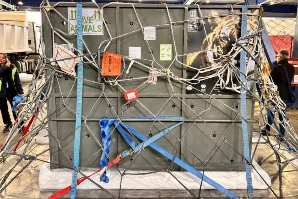 American Airlines Cargo recently undertook a crucial mission to relocate Lucy, a 16-year-old Bengal tiger, from an Eco Park in Mendoza, Argentina, to The Wildcat Sanctuary in Sandstone, Minnesota.
