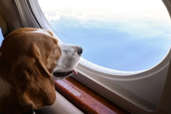 Pet transport company, Animal Aircare, has announced a new partnership with K9 JETS, a private charter jet service for pet transport, and the transfer of its operations from Farnborough to London Luton Airport.
