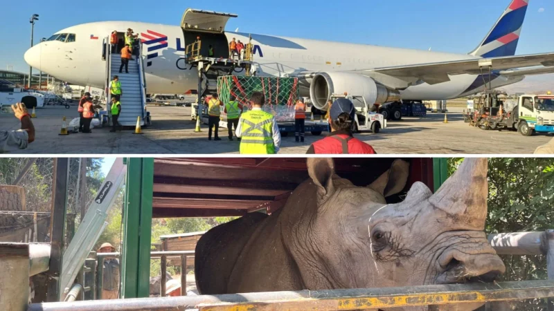 LATAM Cargo Group, working with logistics specialist SPARX Logistics, has completed the relocation of a southern white rhinoceros born in Chile, to São Paulo, Brazil, as part of an international conservation and breeding programme.